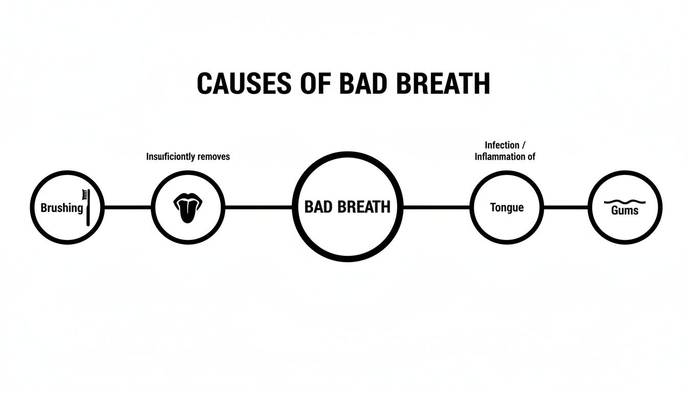A diagram illustrating the causes of bad breath: insufficient brushing, tongue issues, and gum problems.