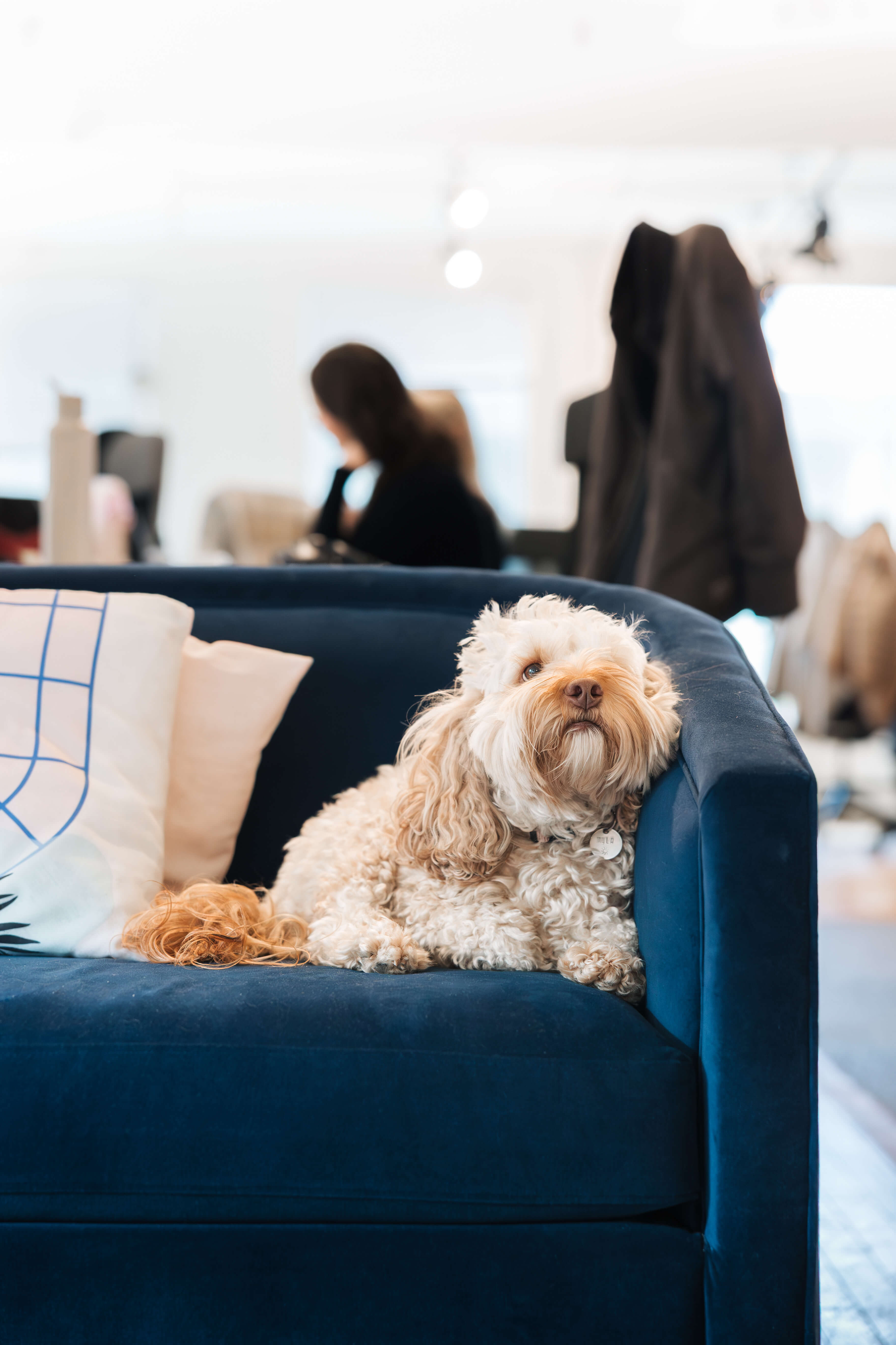 Curly-haired dog lying on a blue velvet couch with pillows in an indoor setting.