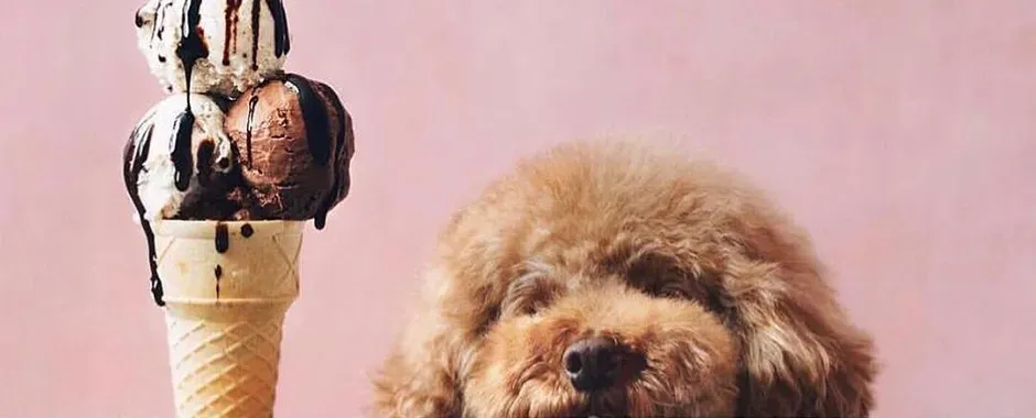 Dog staring at an ice cream cone