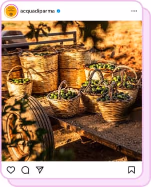 baskets of olives saved to make skincare