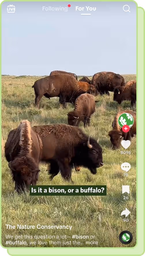 bison and buffalo in field tiktok screenshot 