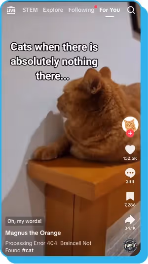 an orange cat sits on a wooden ledge, staring intently at nothing with a humorous caption