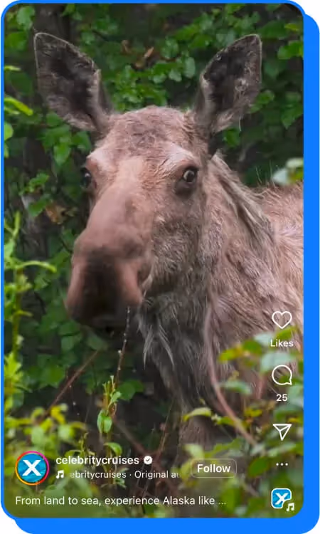 close-up of a moose standing in a green forest, featured in a Celebrity Cruises post