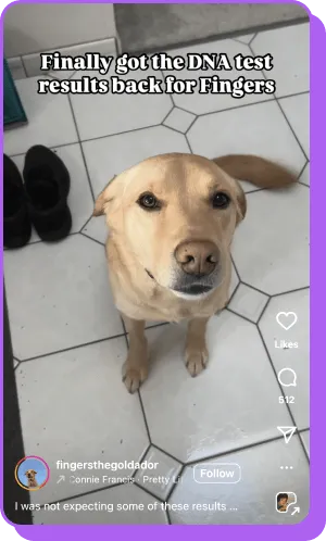Yellow dog sitting on tiled floor with DNA test results caption above.