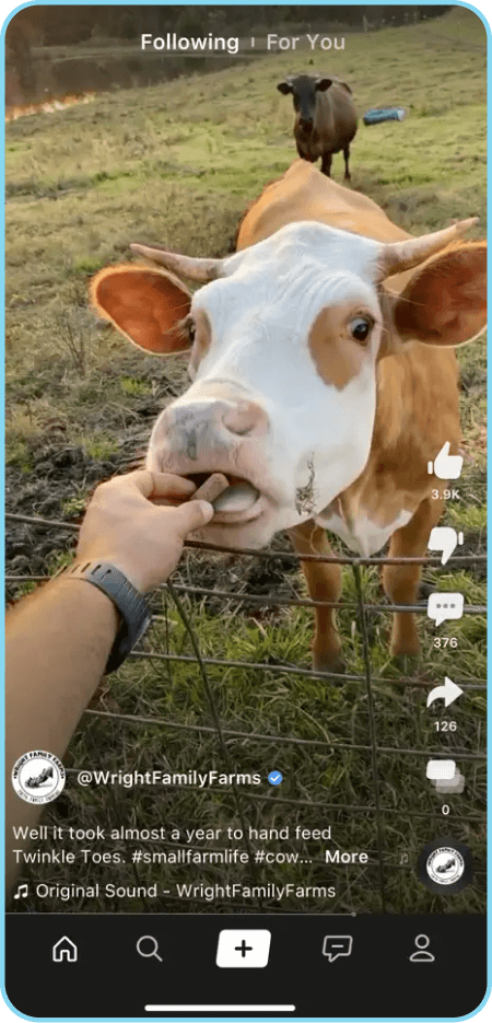 Person feeding a brown and white cow in a TikTok-style farm video.