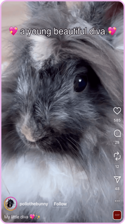 Fluffy gray and white bunny with long hair and a close-up of its face