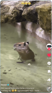 Capybara standing in shallow zoo pond near rocks 