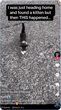 Small kitten walking alone on roadside pavement
