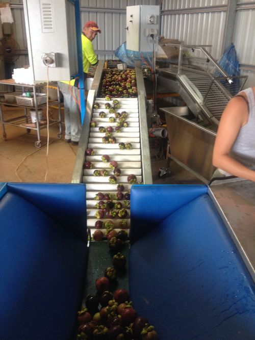 Processing plant for pack sheds