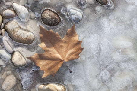 Brown maple leaf frozen on pebbled ice, illustrating winter moisture and freeze‑thaw risks to foundations