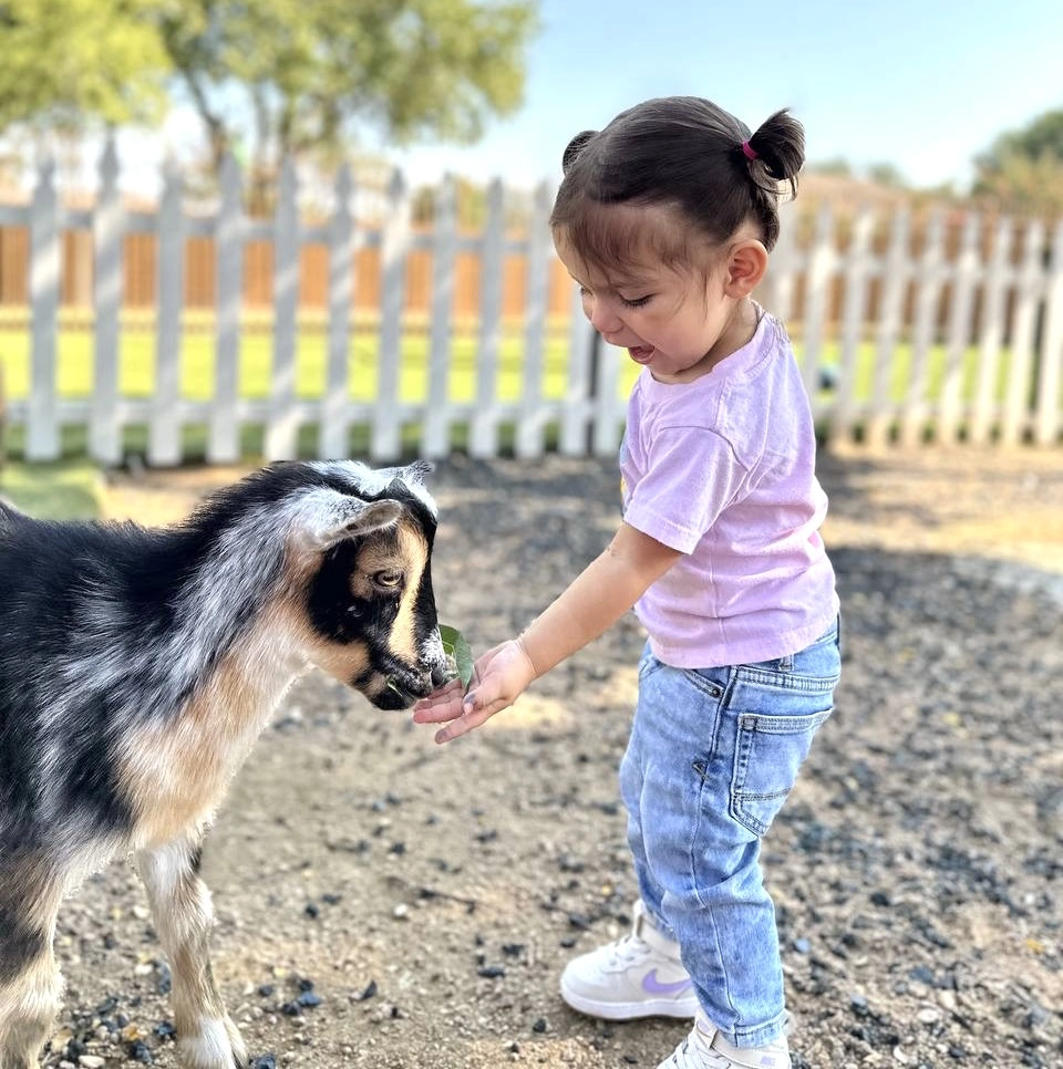 Kid feeding goat