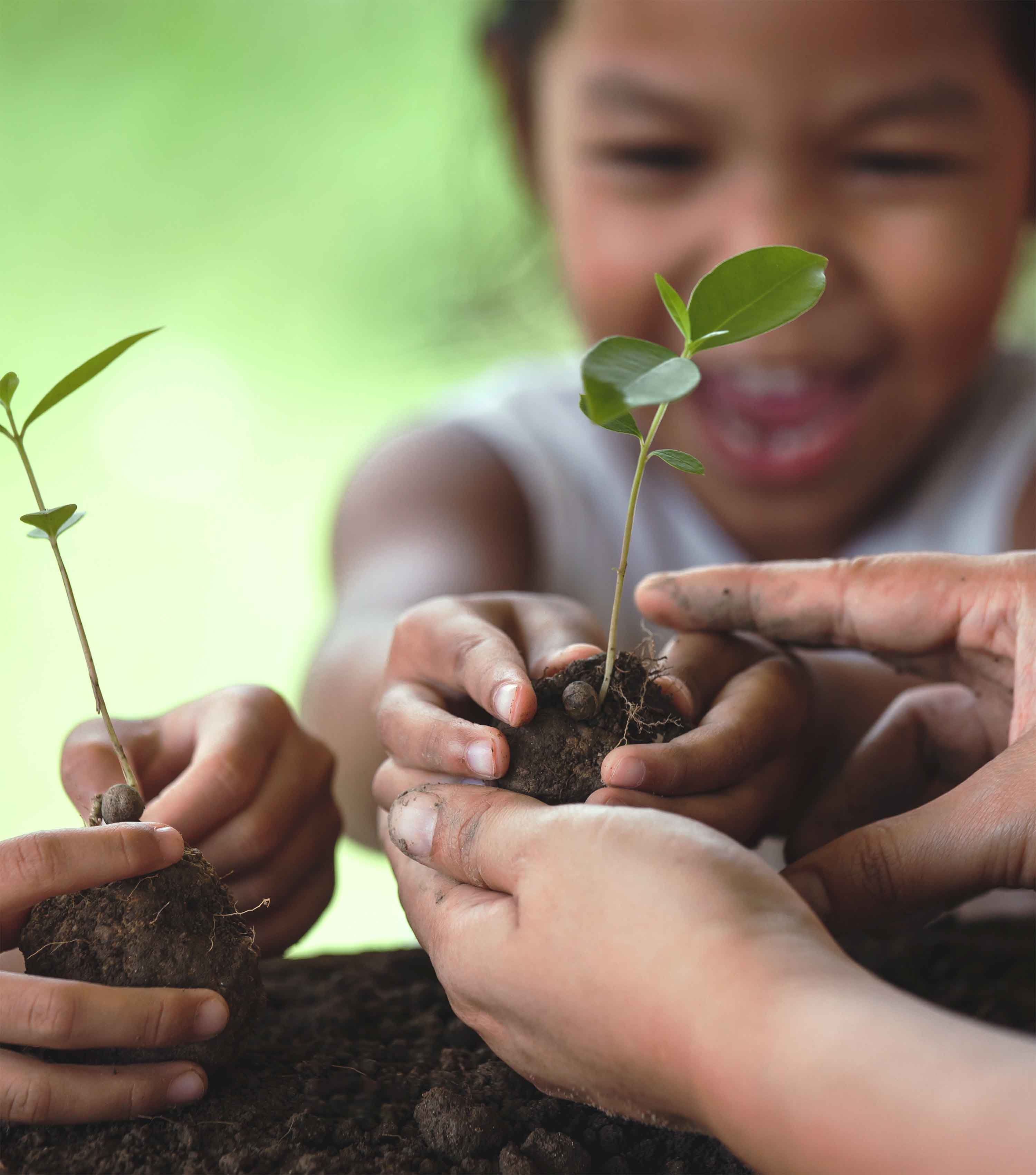 A close-up of a child holding a seedling with care