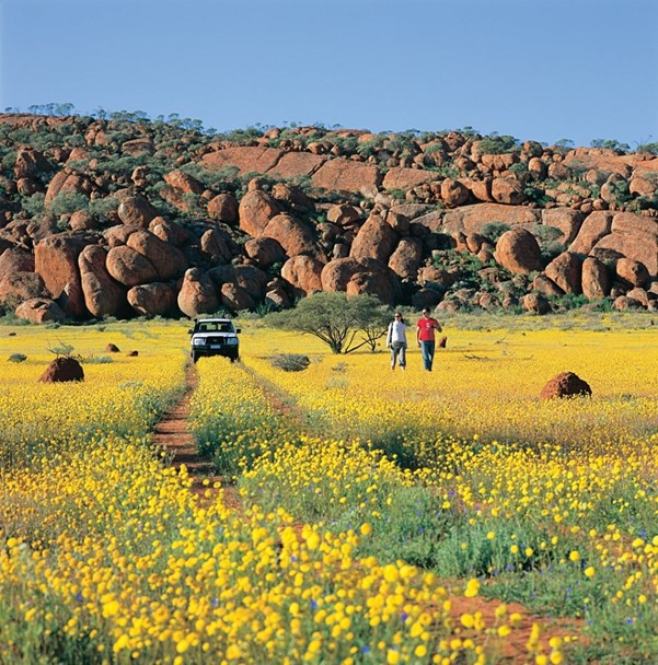 Golden carpet of yellow daisies covering the ground before distinctive rounded orange-brown rock formations, with a 4x4 vehicle and two visitors exploring the spectacular Namaqualand flower display.