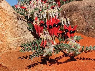  Vibrant red tubular flowers of a desert succulent plant growing among orange rocks and sand in Namaqualand's arid landscape.