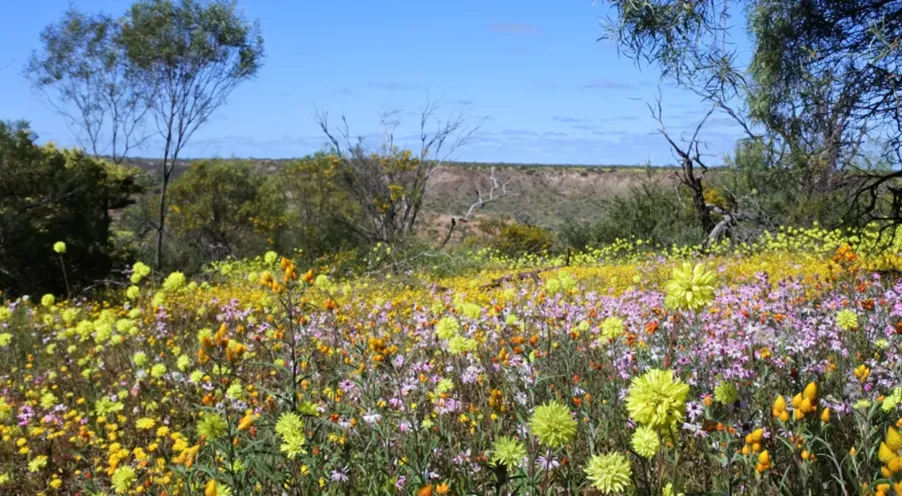 Expansive wildflower meadow displaying a colourful mix of violet, yellow, and green blooms stretching across the landscape with scattered trees and hills in the background.