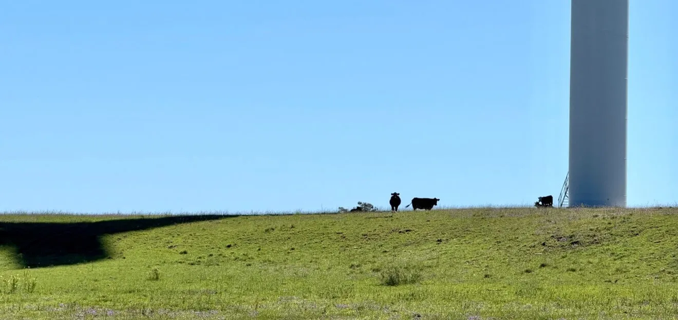 Cattle grazing on a green hillside beside the base of a wind turbine tower, its shadow stretching across the paddock under a clear blue sky.