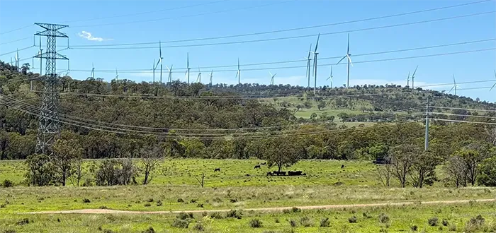 Numerous wind turbines situated on a forested ridge, with power lines in the foreground and cattle grazing in a green pasture below.