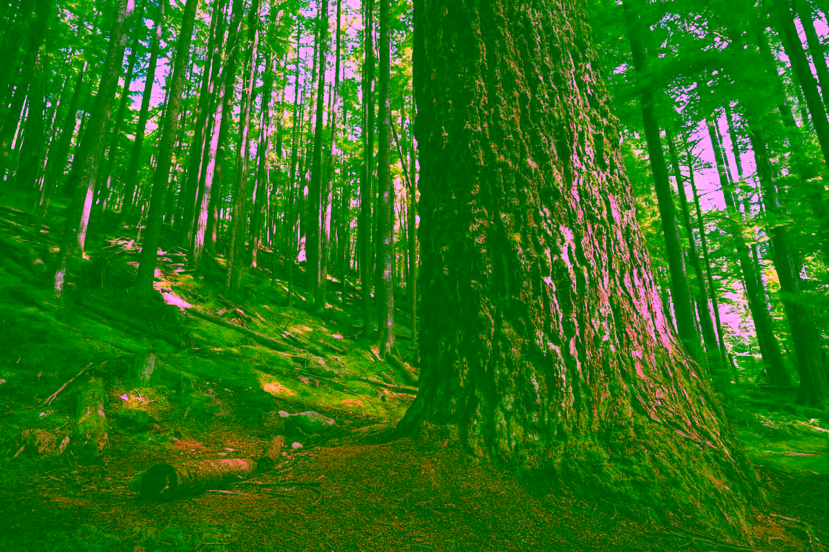 A close-up view of a large tree trunk in a dense forest, surrounded by tall trees and a carpet of moss and pine needles on the ground.