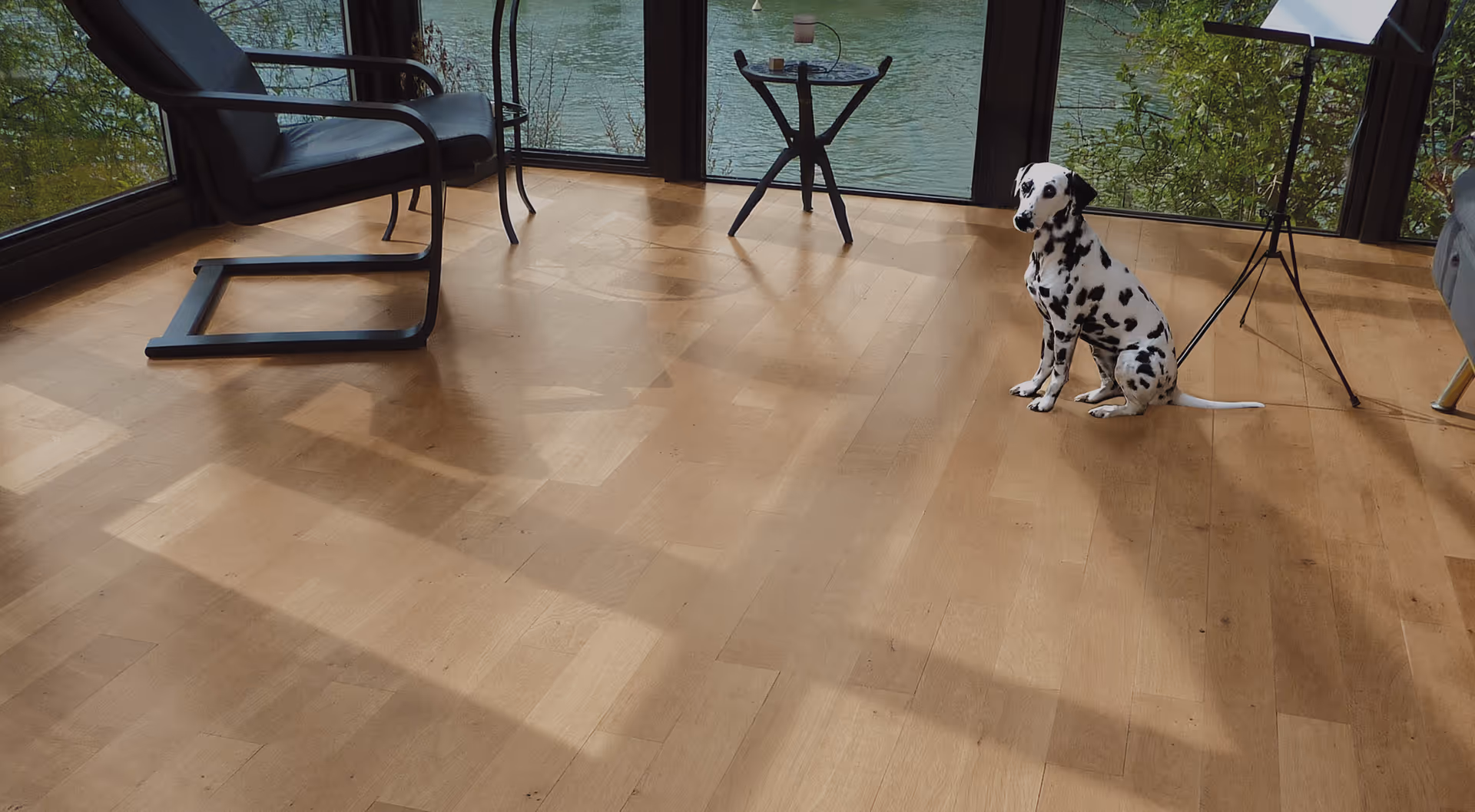 A Dalmatian dog sitting on a wooden floor inside a sunlit room with large windows overlooking a body of water. A black chair, small table, and music stand are visible in the room.