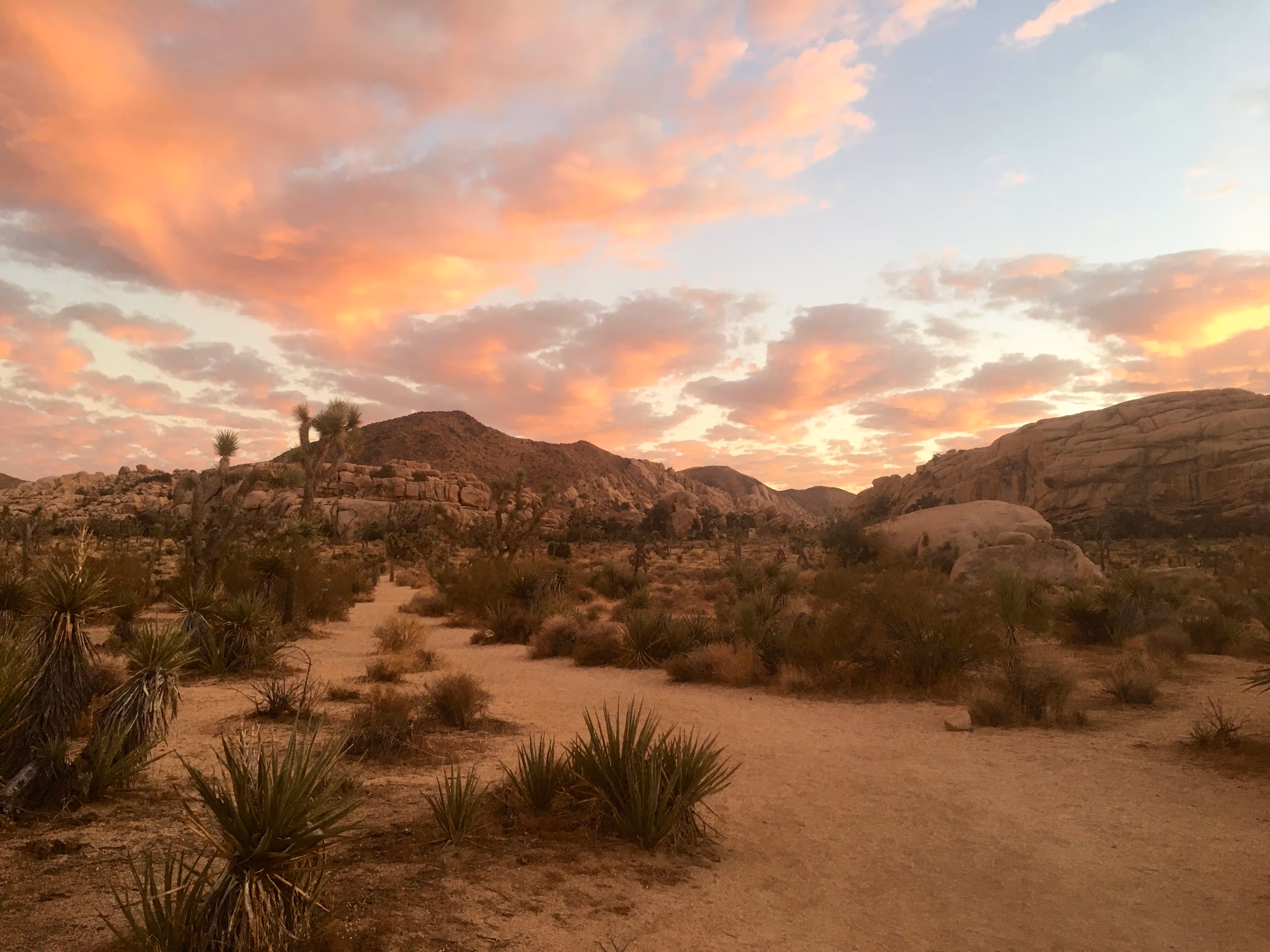 A sandy desert trail with scattered plants, under a sky with orange and pink clouds at sunset.