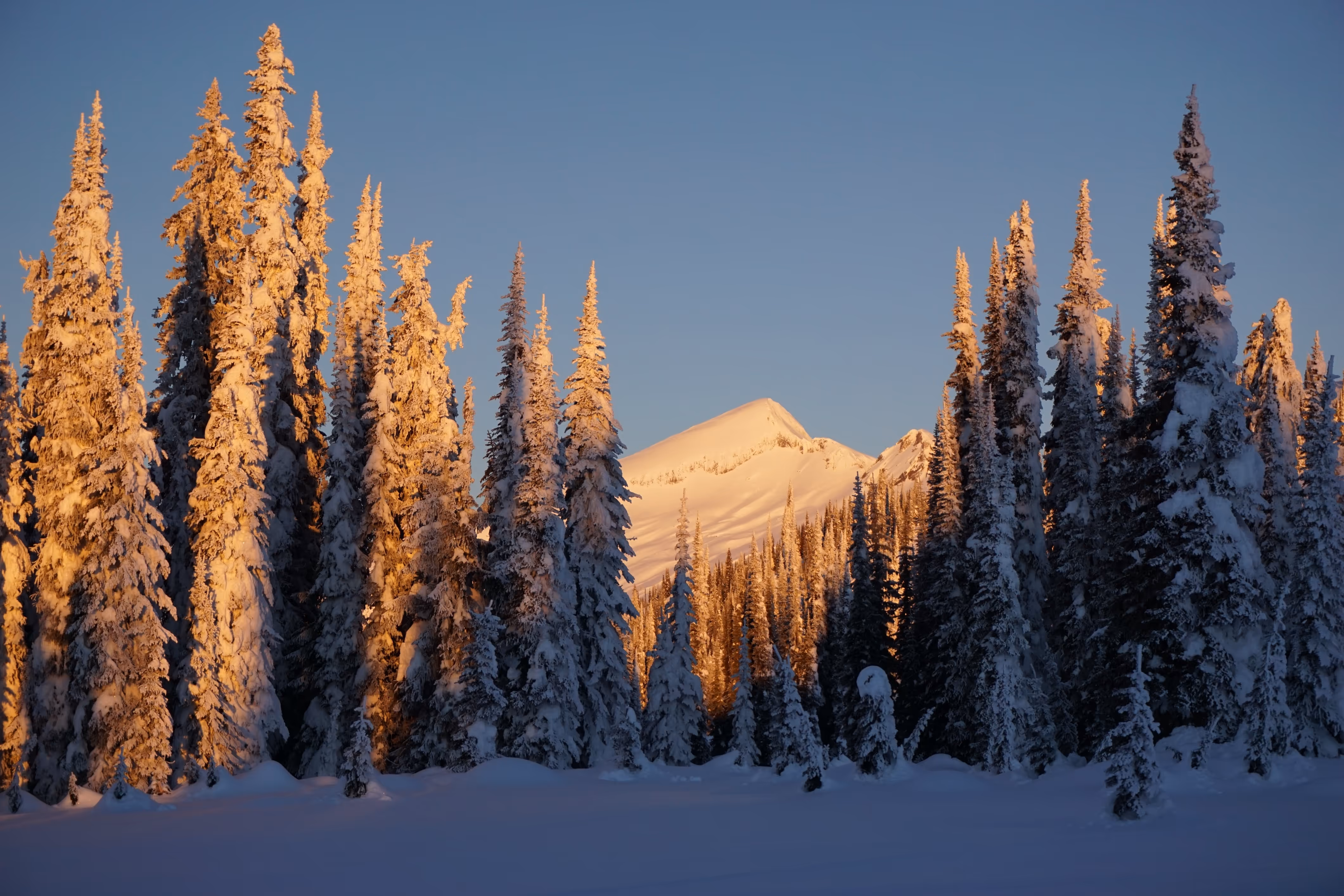 Snow-covered pine trees with sunlit tops stand in front of a distant mountain under a clear sky.