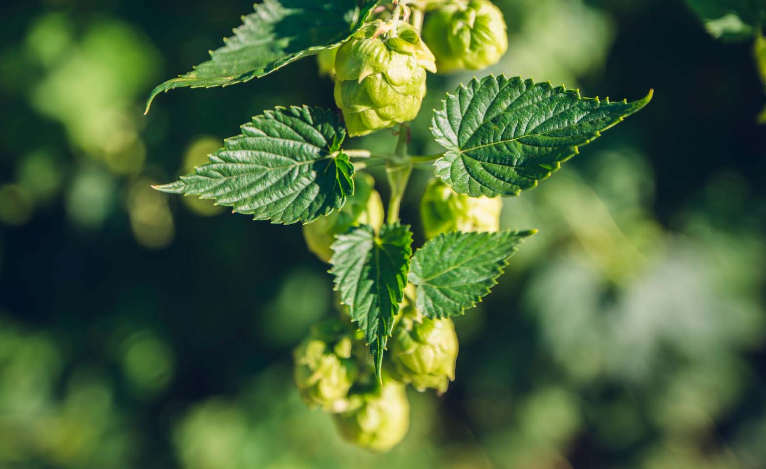What are hops?