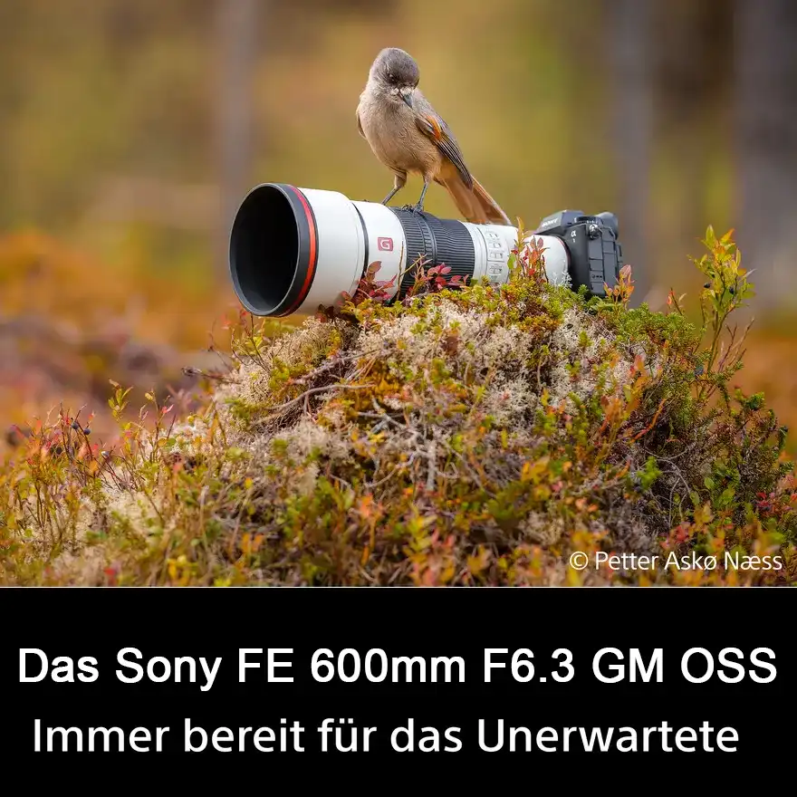 Sony FE 600mm F6.3 GM OSS: High-End-Supertele-Performance für kompromisslose Wildlife-, Action- und Sportfotografie