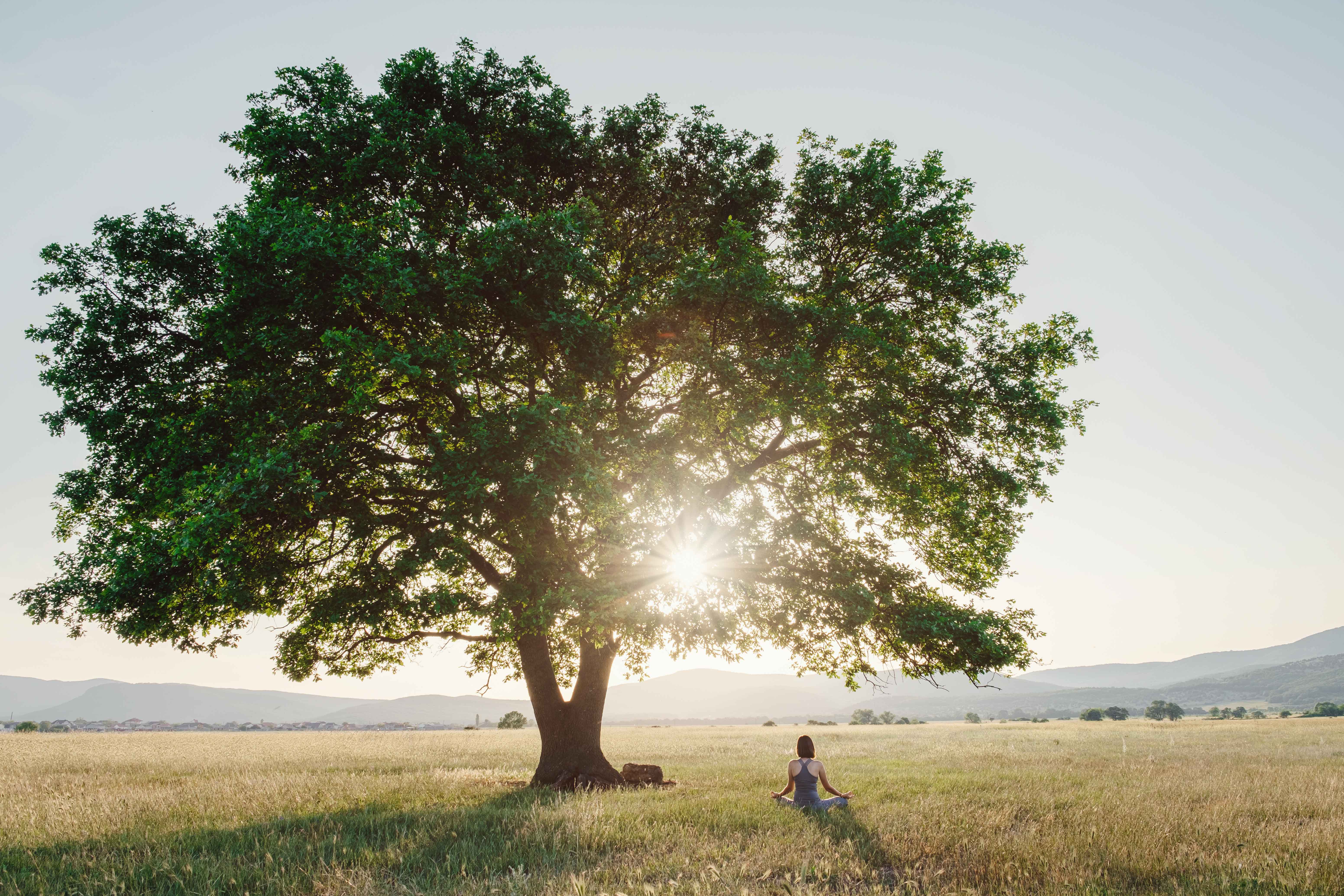 Eine Frau im Meditationssitz unter einem Baum an einem Sommernachmittag