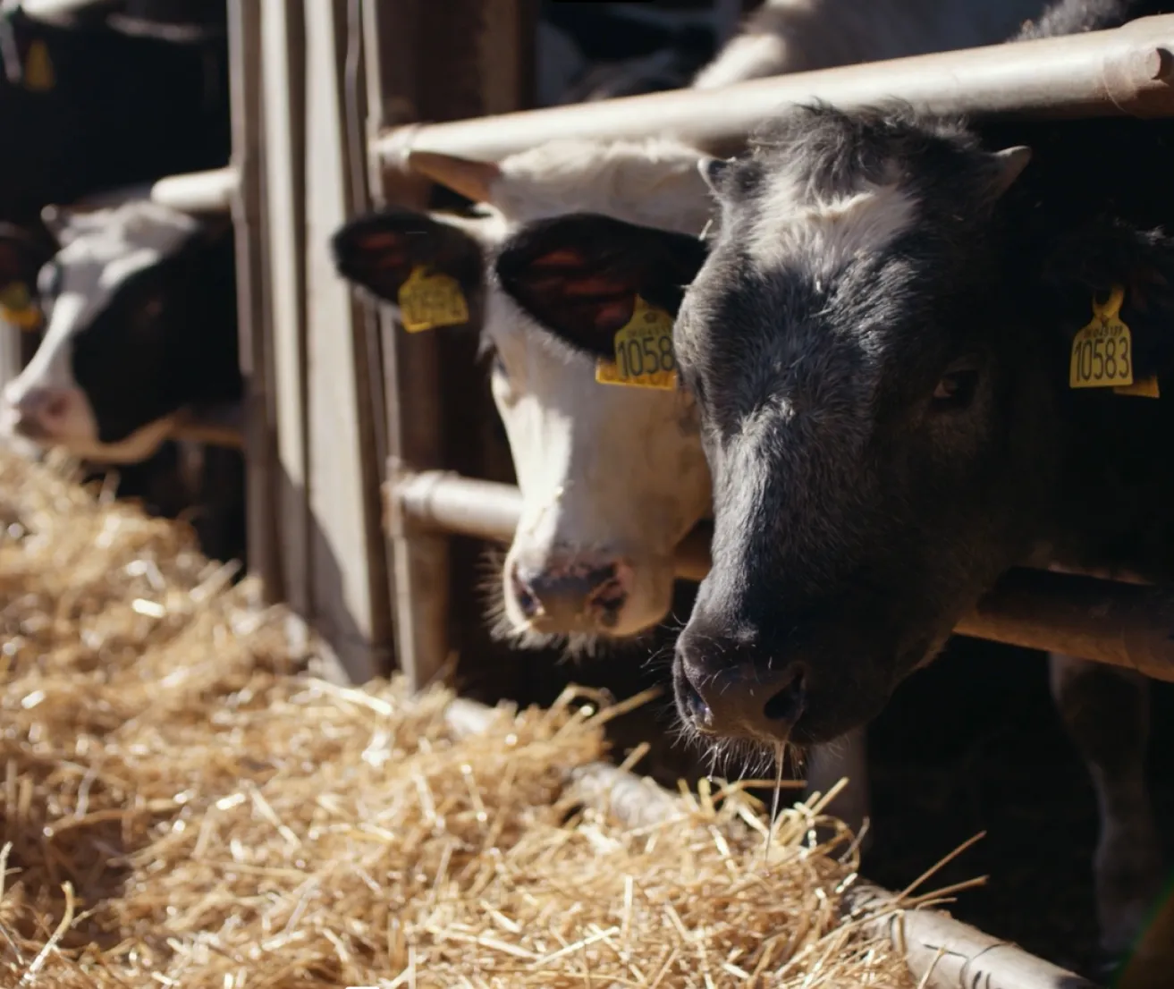 Cows eating hay