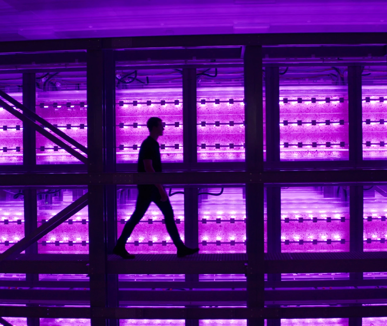 person walking past neon purple tanks of algae