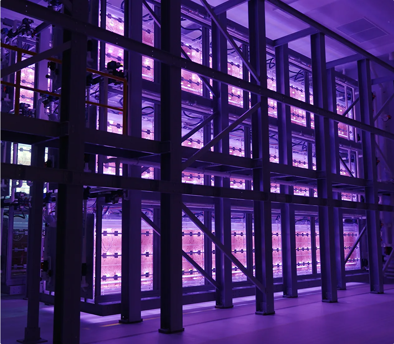 neon algae tanks