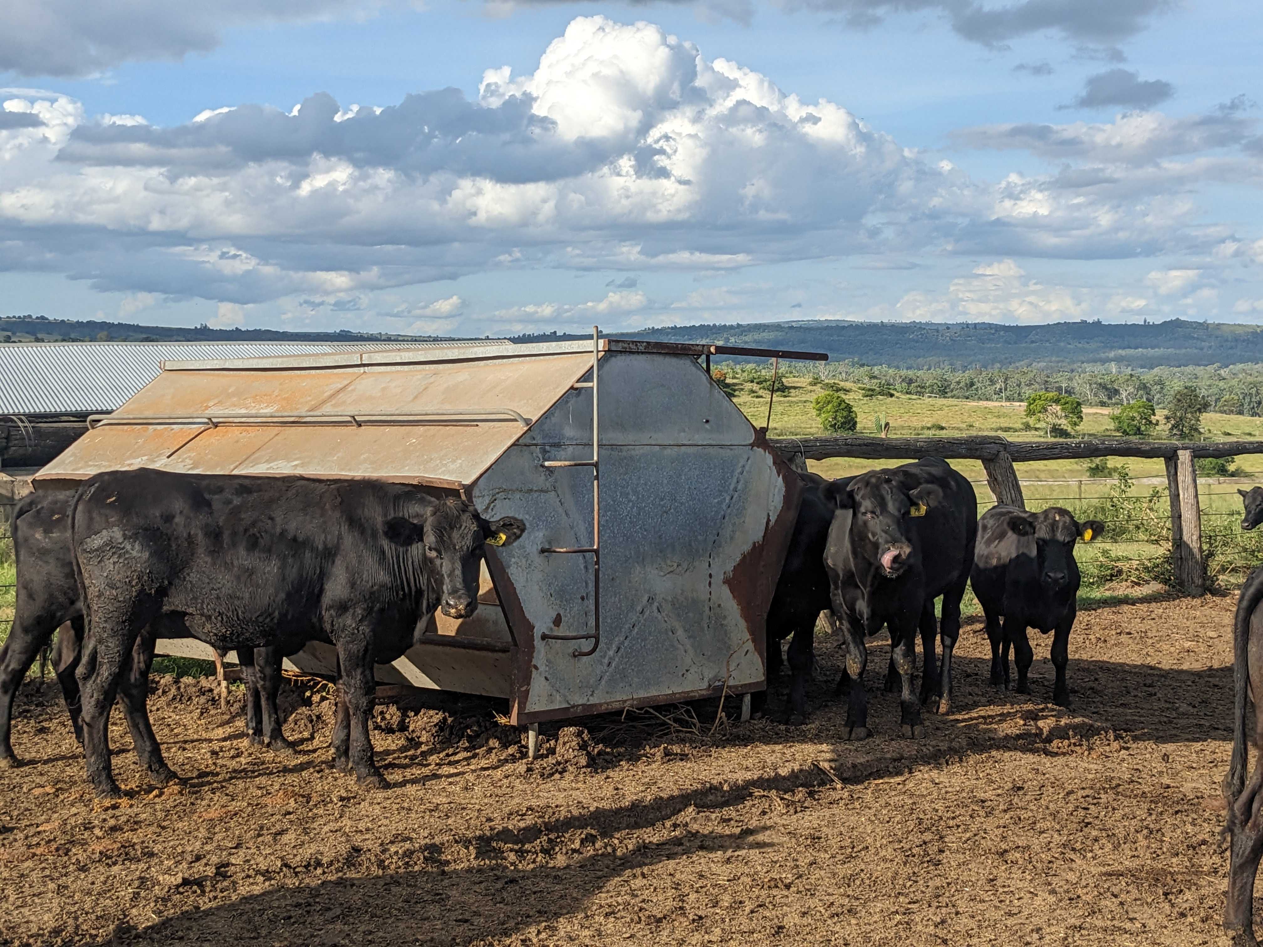 Cows feeding in field