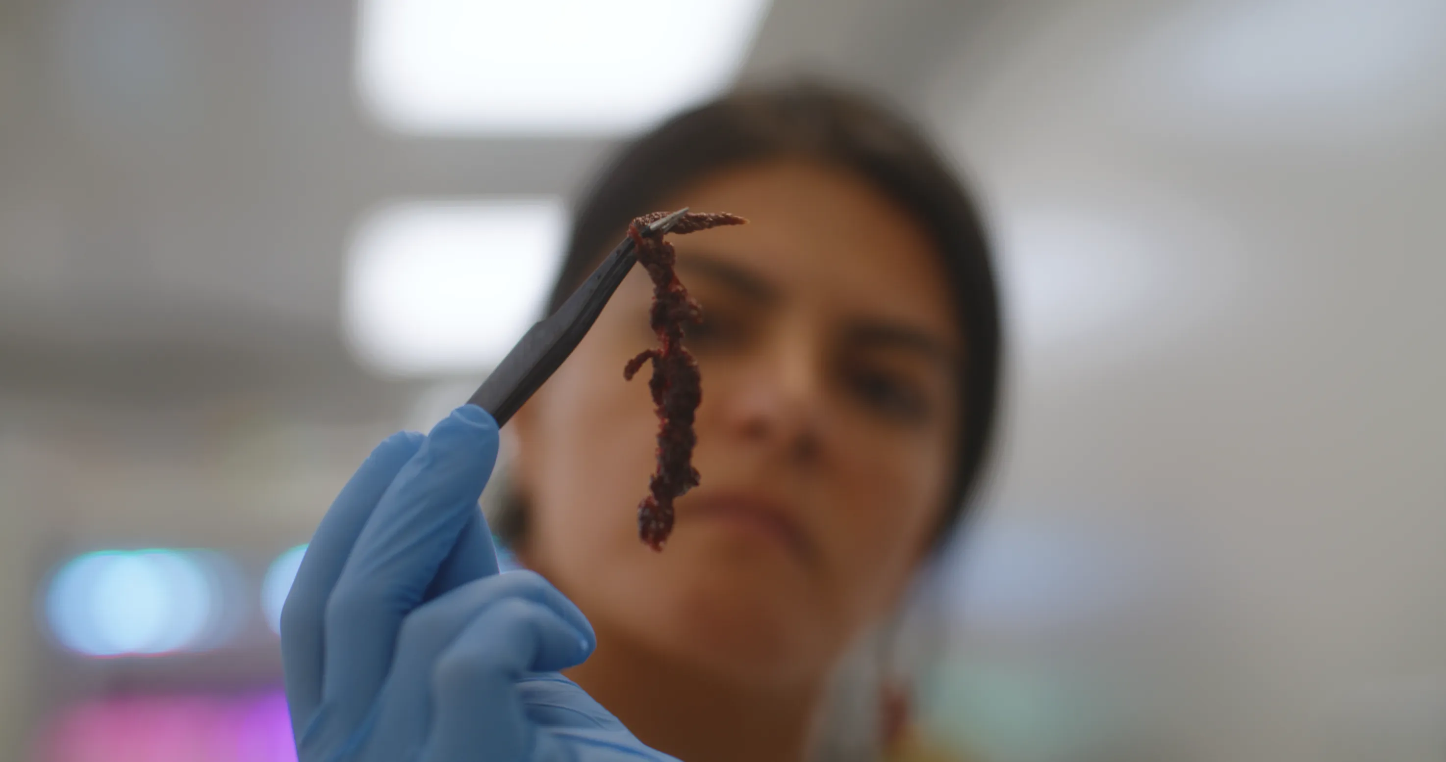 Lab worker in holding algae in tweezers 
