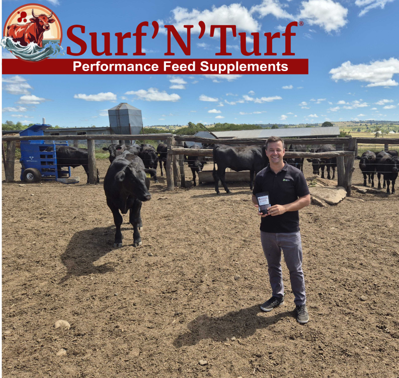 Man standing in cow pen