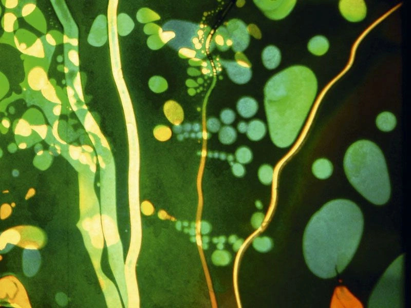 Gut Health Testing in Dubai: What Your Microbiome Reveals About Your Wellbeing
