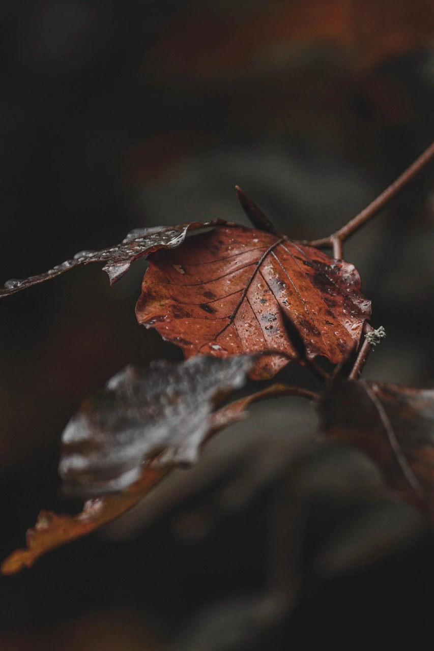 Flowstorm: Xlinq Webflow Website development