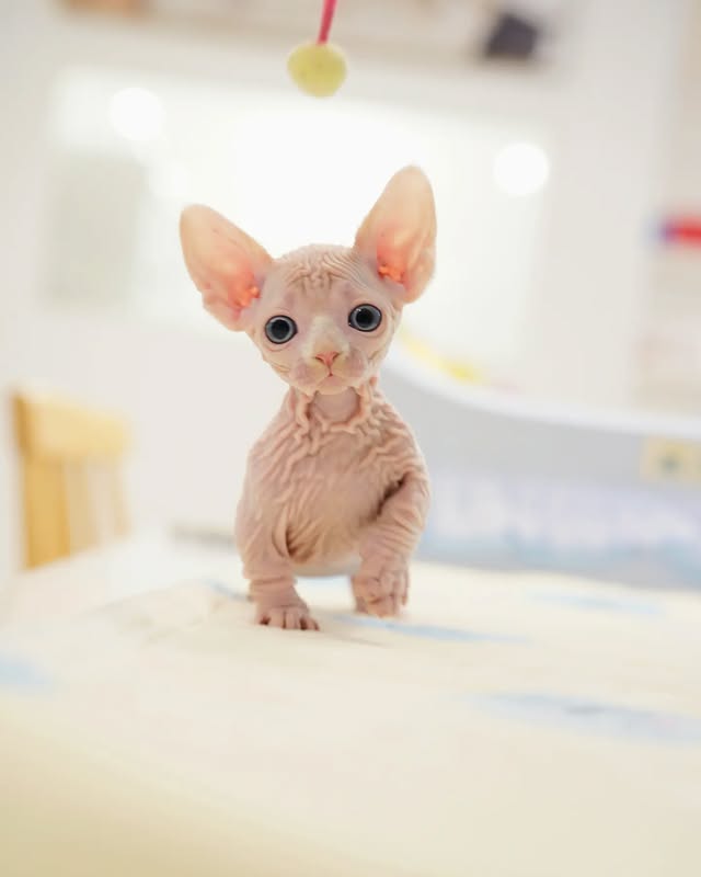 sphynx kittens for sale