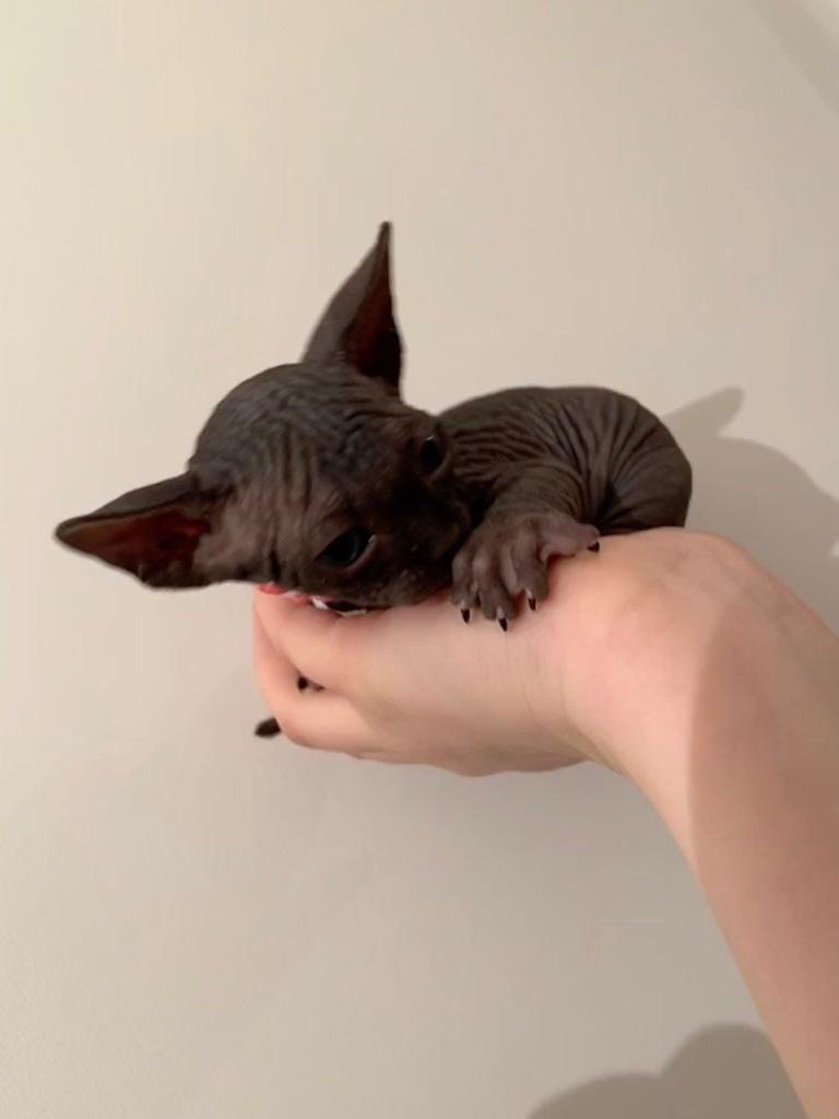 black sphynx kittens for sale