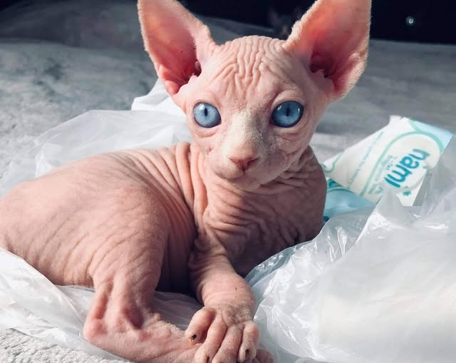 hairless cat for sale