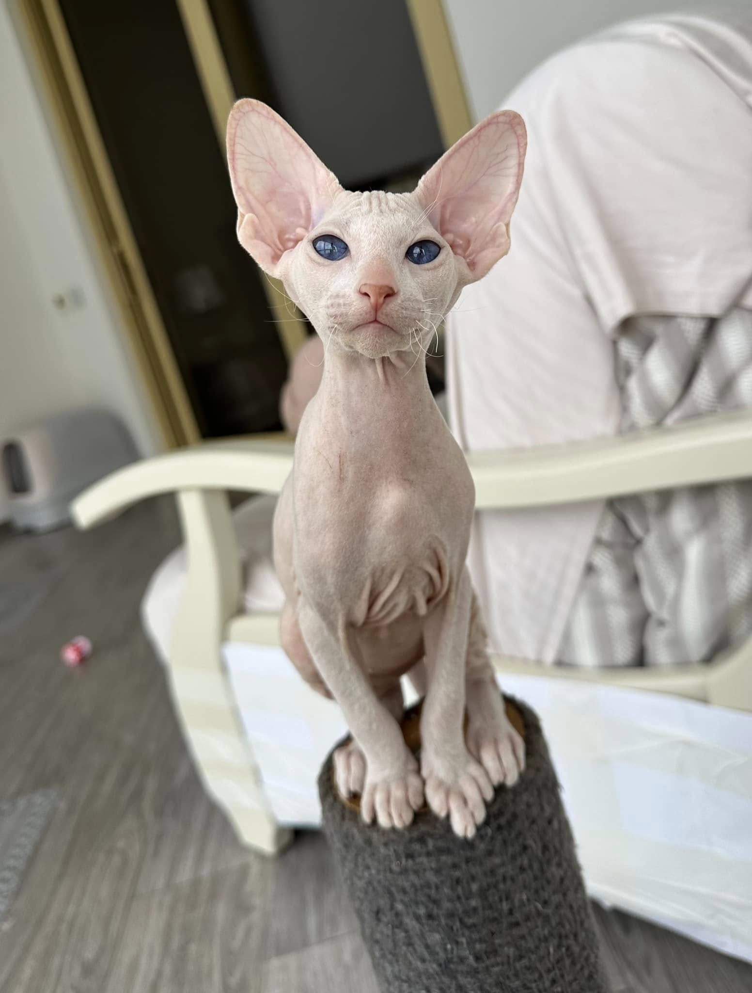 Peterbald kittens from ethical breeder