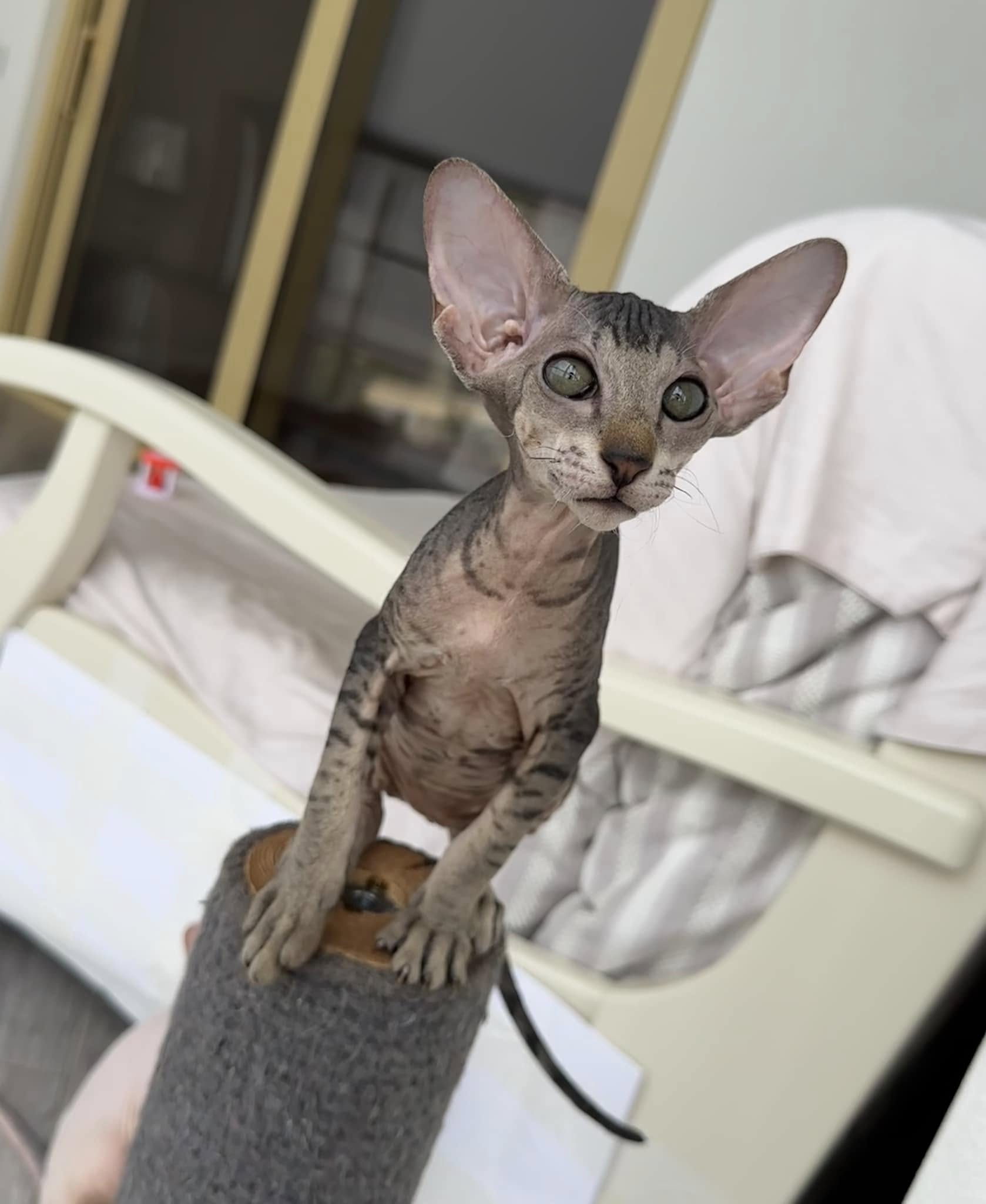 Hairless Peterbald kittens for sale