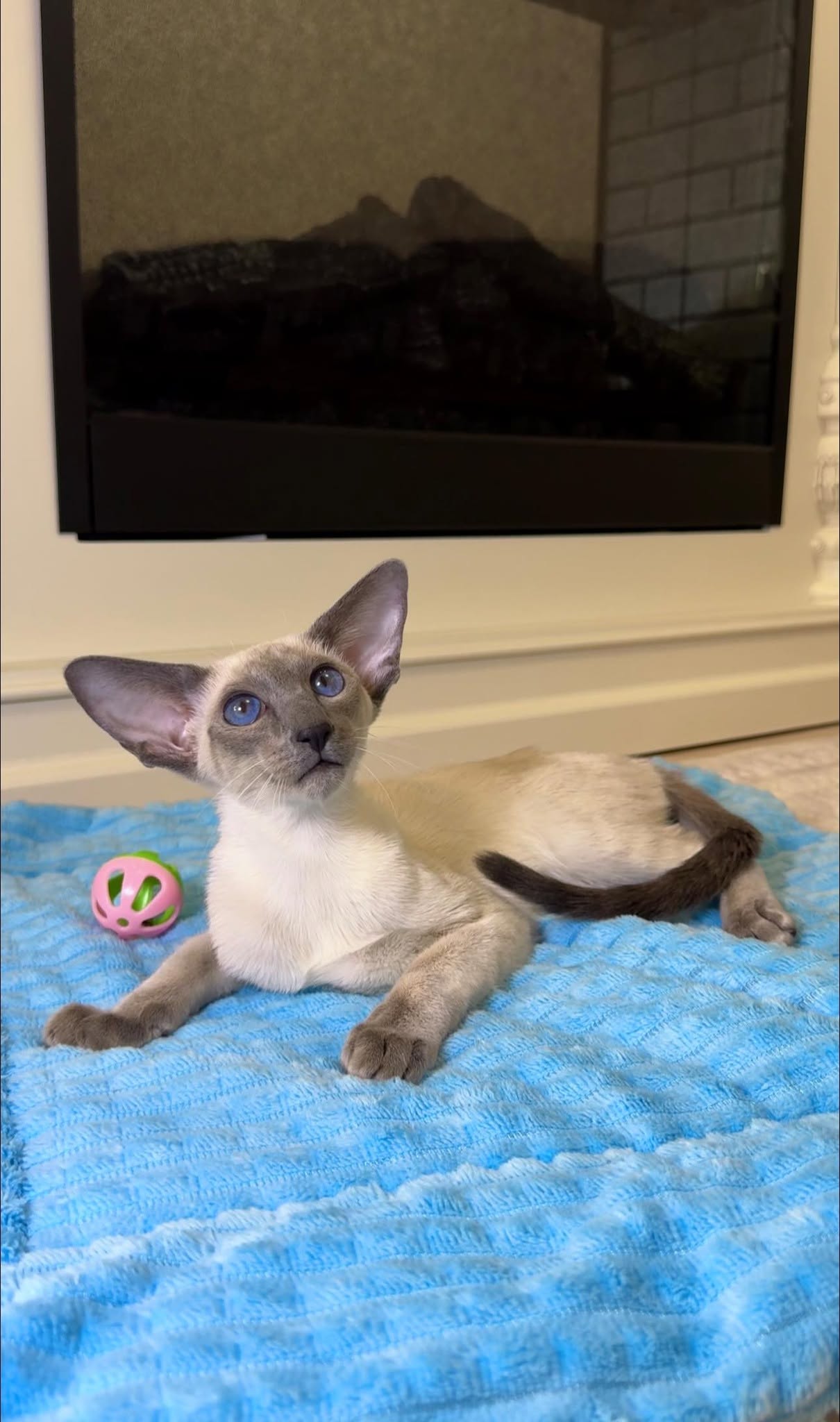 peterbald cat for sale near me