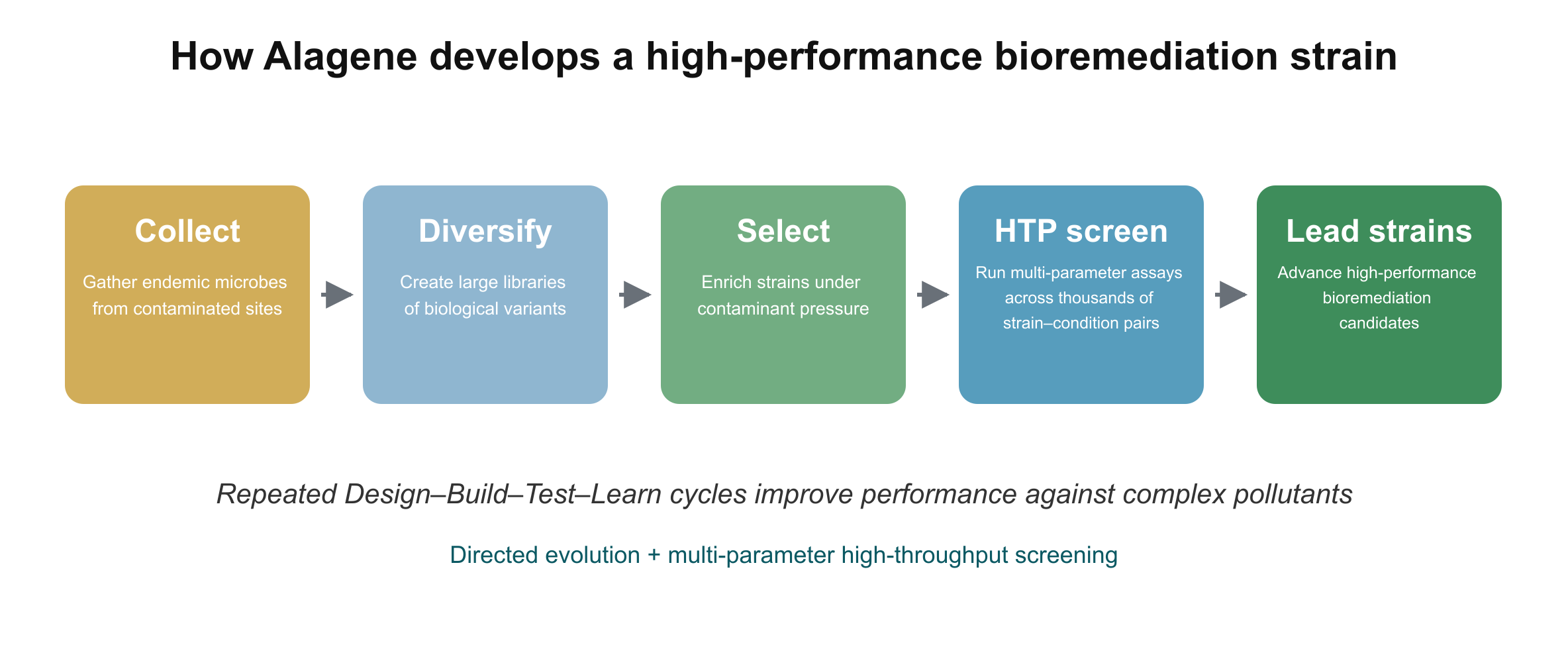 Directed-evolution and multi-parameter high-throughput screening pipeline for developing high-performance bioremediation strains