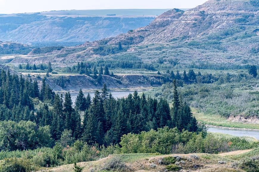 Evergreen forest and winding river below layered badlands hills in Kneehill County