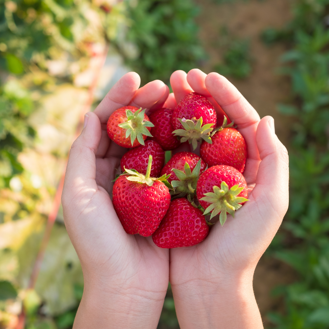 Edible garden, freshly picked strawberries held in hands