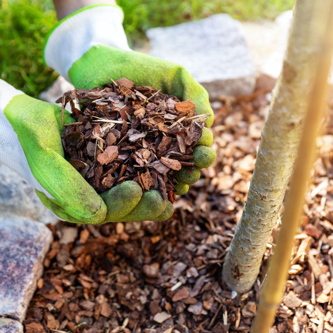 Applying mulch around a young tree to protect roots, retain moisture, and promote healthy growth.