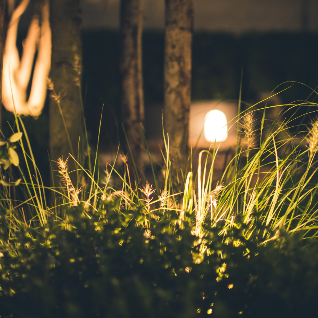 Landscape lighting illuminating ornamental grasses and plants in a Northern Colorado yard.