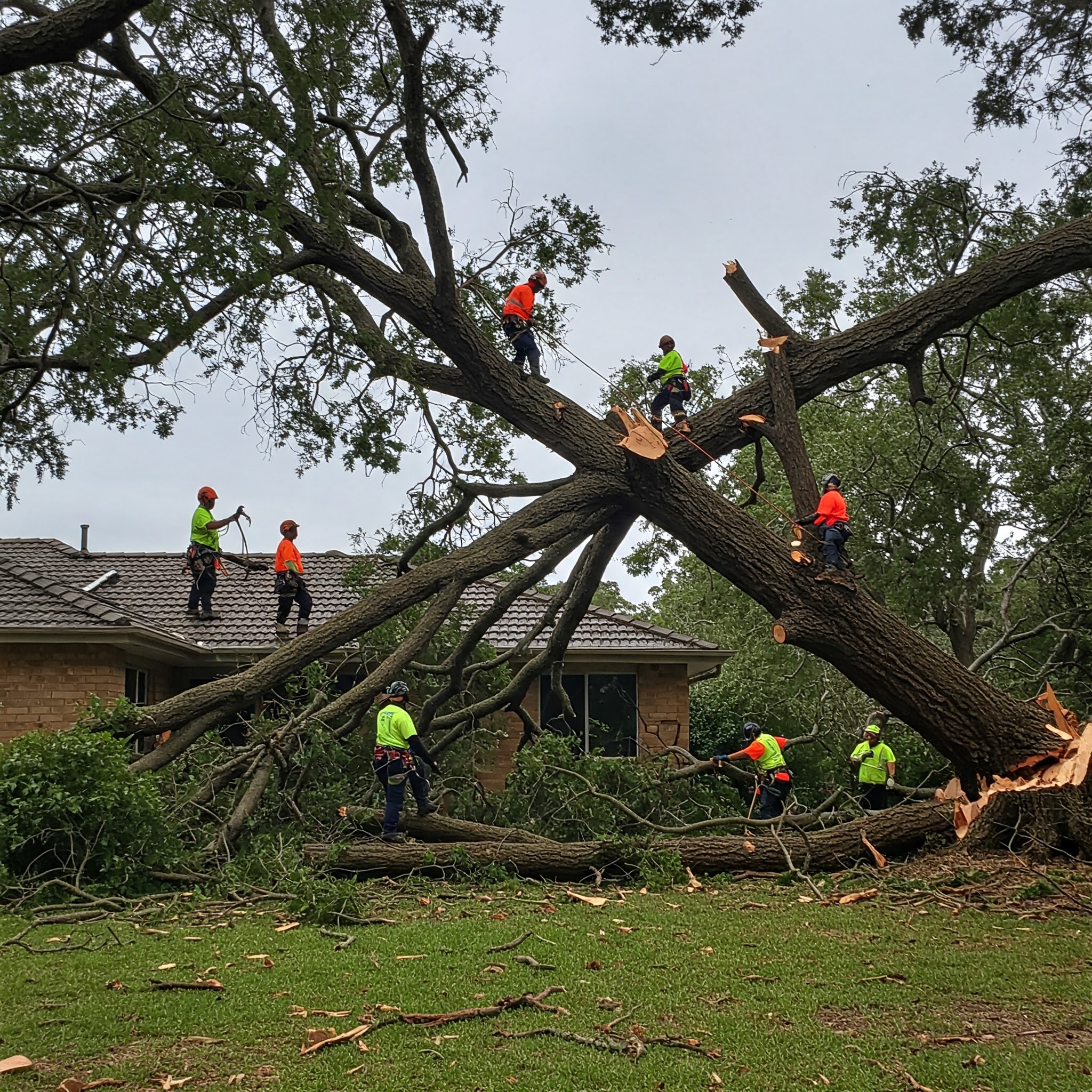 Large-Scale Rigging and High-Climb Tree Removals