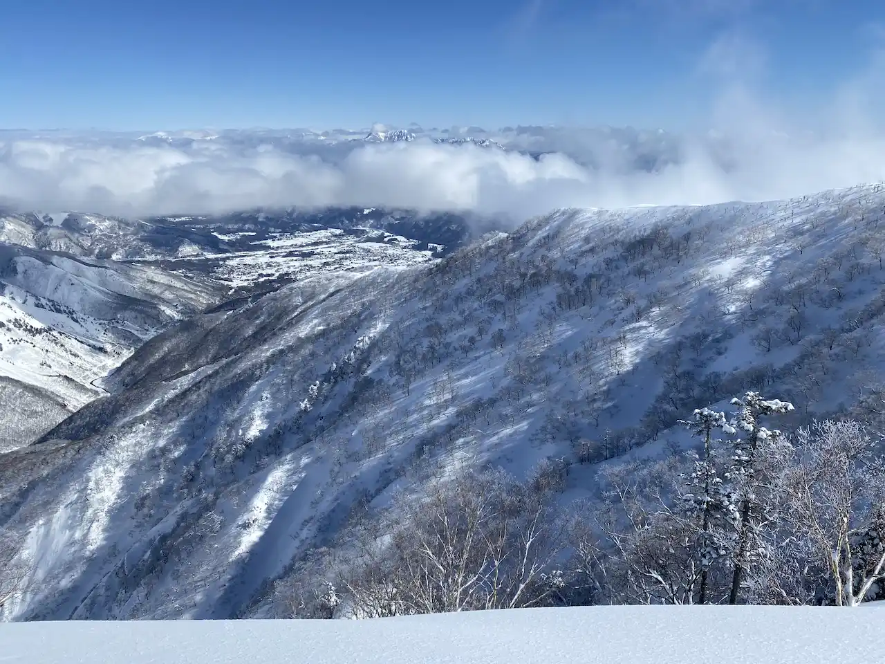 Steep tree skiing terrain Hakuba