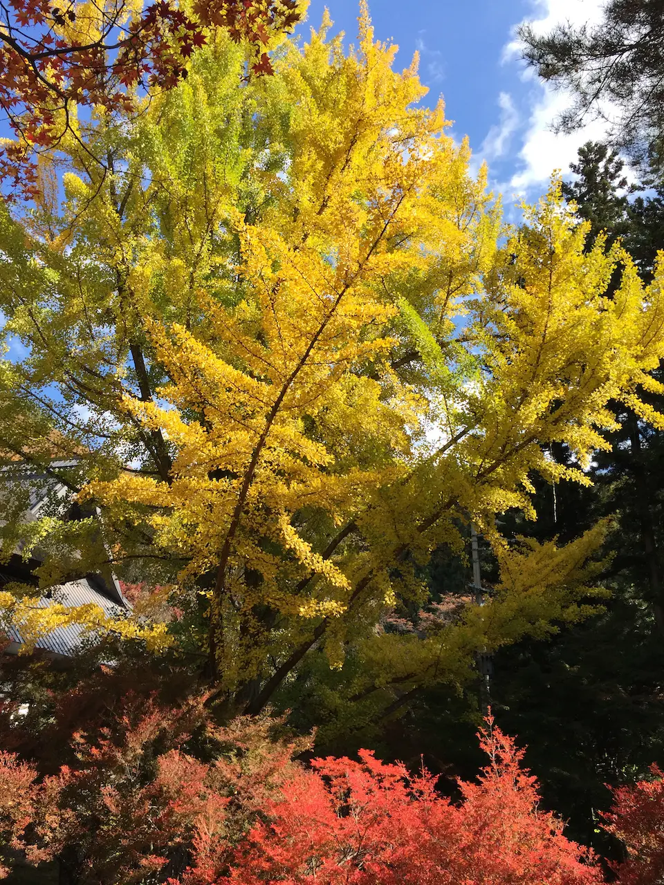 A Ginkgo trees leaves changing from green to golden